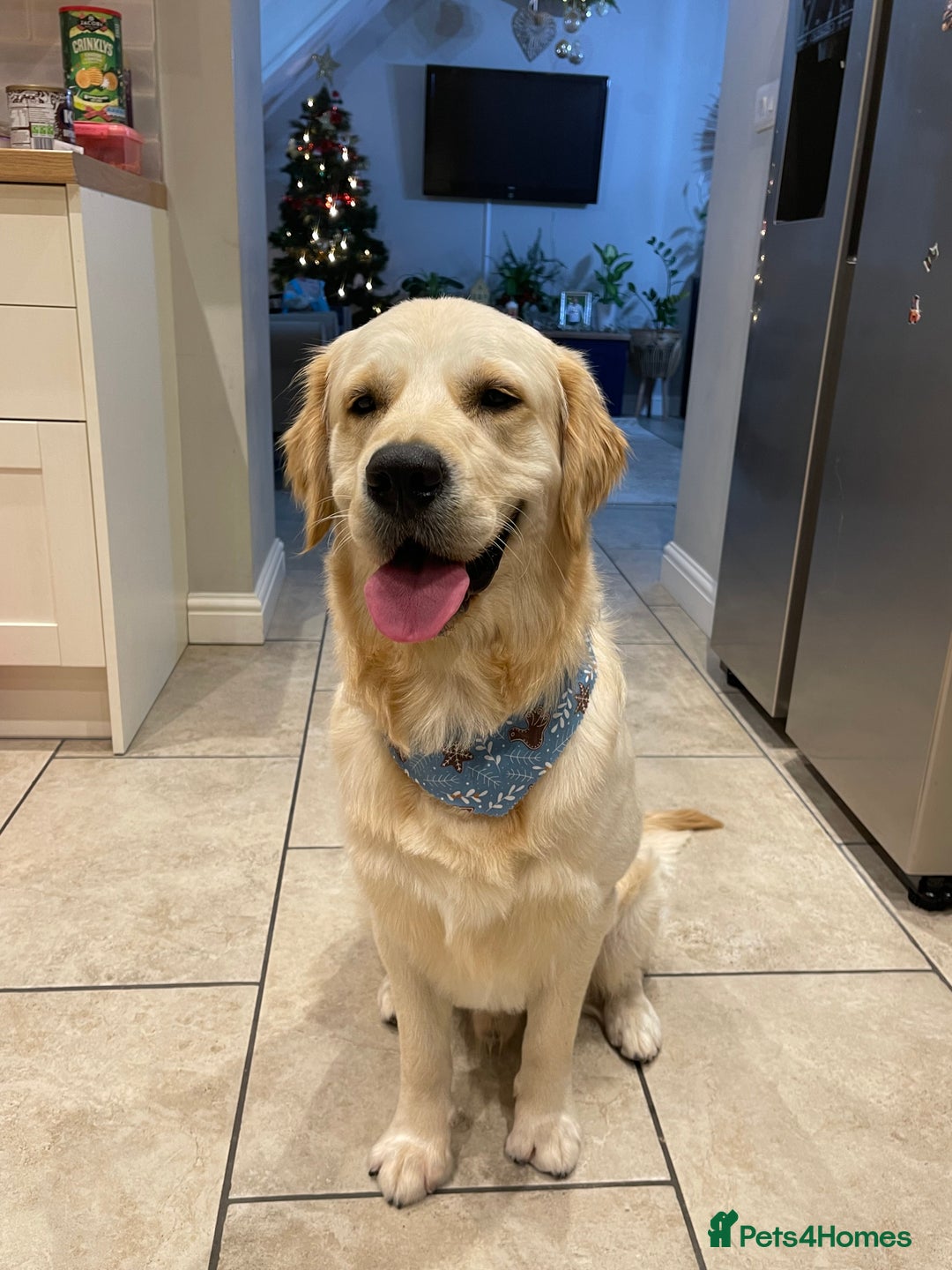 Golden Retriever dogs for stud: Beautiful English Cream Golden Retriever  - Image 1