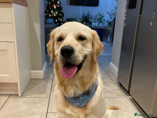 Golden Retriever dogs - Advert 22