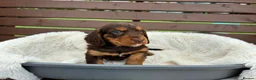 Cocker Spaniel dogs for sale:  🐾 KC Registered Cocker Spaniel Puppies - Advert 6