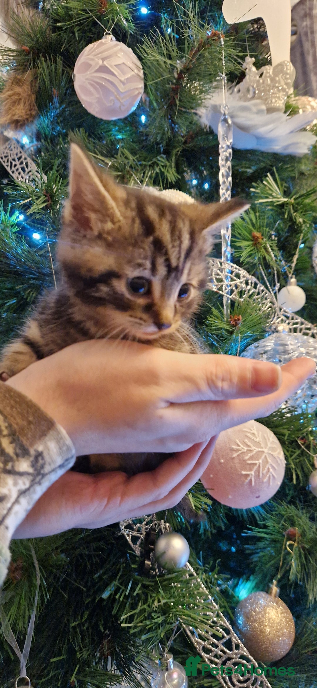 Mixed Breed cats for sale: Beautiful kittens  - Advert 2