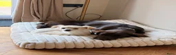 Labrador Retriever dogs for sale: Puppy Labrador for adoption in Manchester - Advert 5