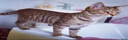 Mixed Breed cats for sale: 5 mixed breed kittens ready for new homes  - Advert 4