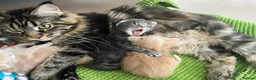 Maine Coon cats for sale: Maine coon kittens looking for homes forever  in Edinburgh - Advert 9