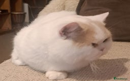 British Shorthair cats for sale: British Shorthair Male Cream and White  - Image 8