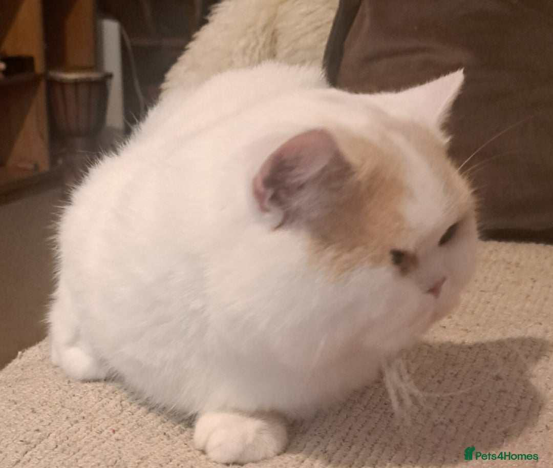 British Shorthair cats for sale: British Shorthair Male Cream and White  - Image 8