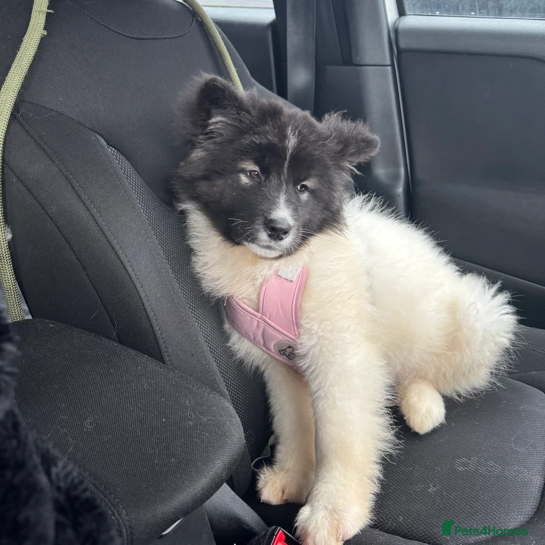 Akita dogs for sale: Quality Family Raised American Akita Puppies - Advert 18