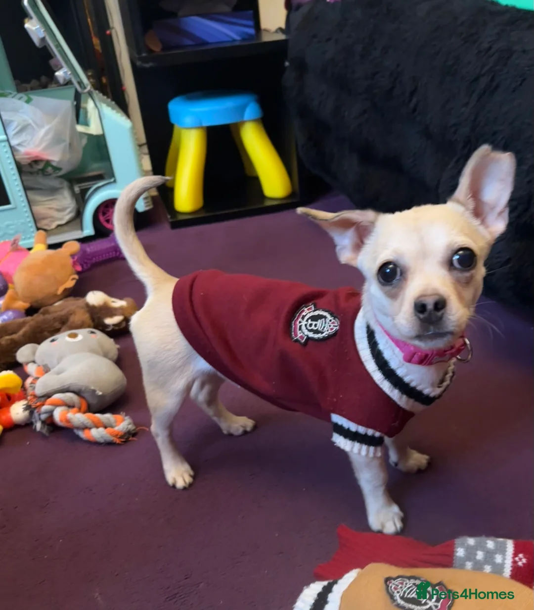 Jack Chi dogs for sale: Jack Russell x Chihuahua  - Advert 1