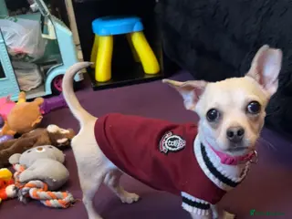 Jack Chi dogs Jack Russell x Chihuahua - Advert 1