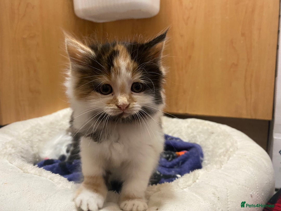 British Longhair cats for sale: 8 weeks old gorgeous kittens for sale - Image 1