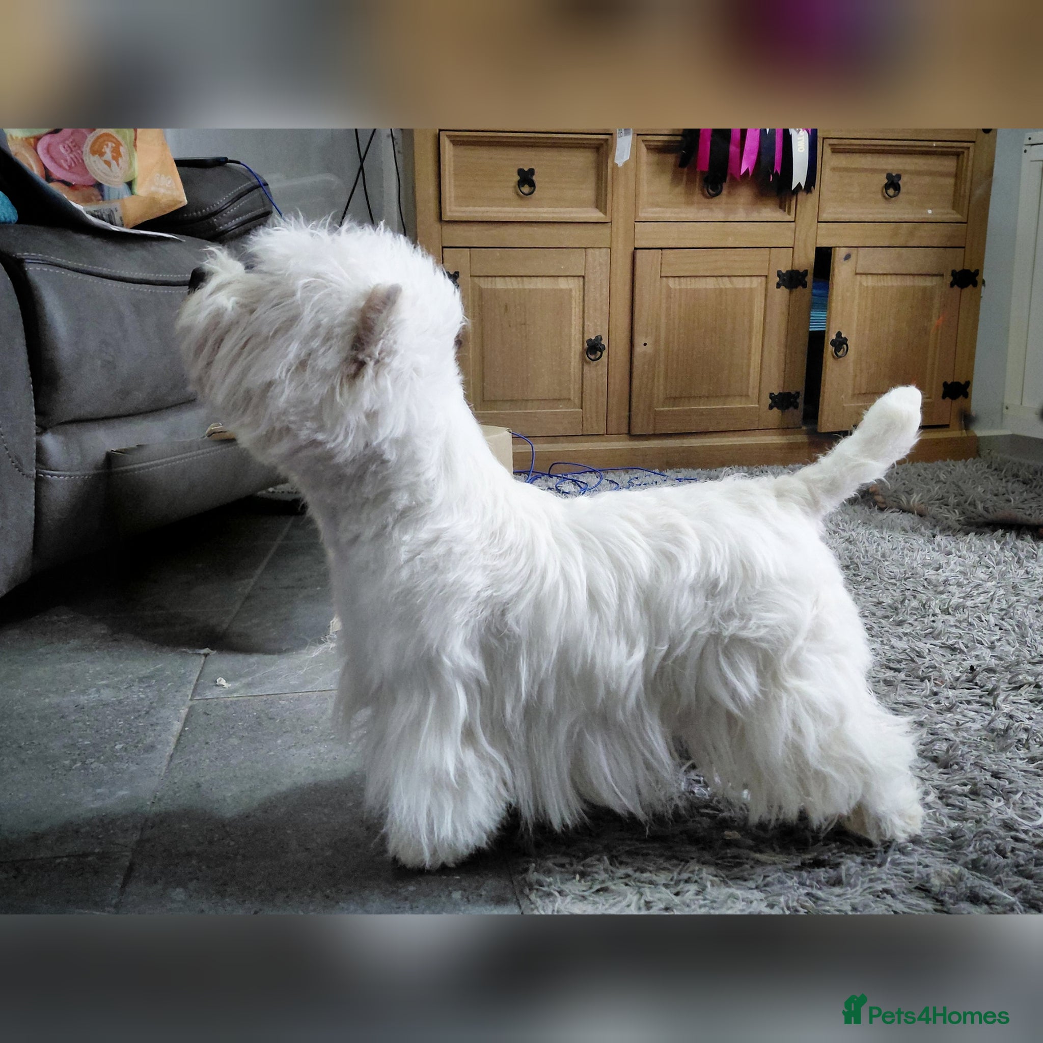 West Highland Terrier dogs * stud only* KC Stunning west highland terrier - Advert 1