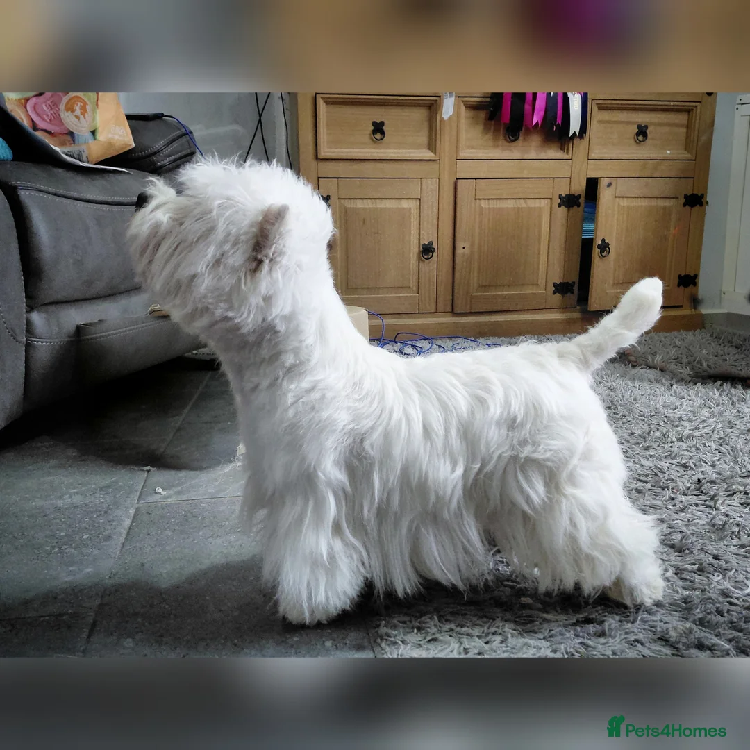 West Highland Terrier dogs for stud: * stud only* KC Stunning west highland terrier - Advert 1