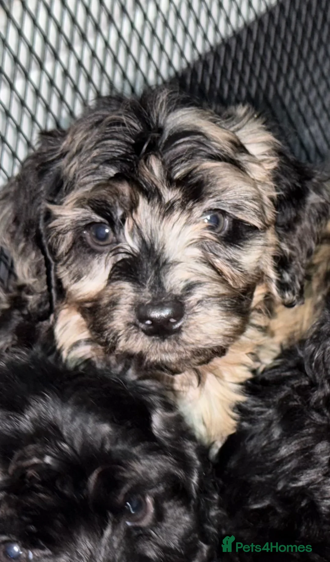Cockapoo dogs for sale: Beautiful  merle cockapoos  - Advert 20