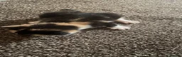 Mixed Breed cats for sale: Kittens for sale  - Advert 7