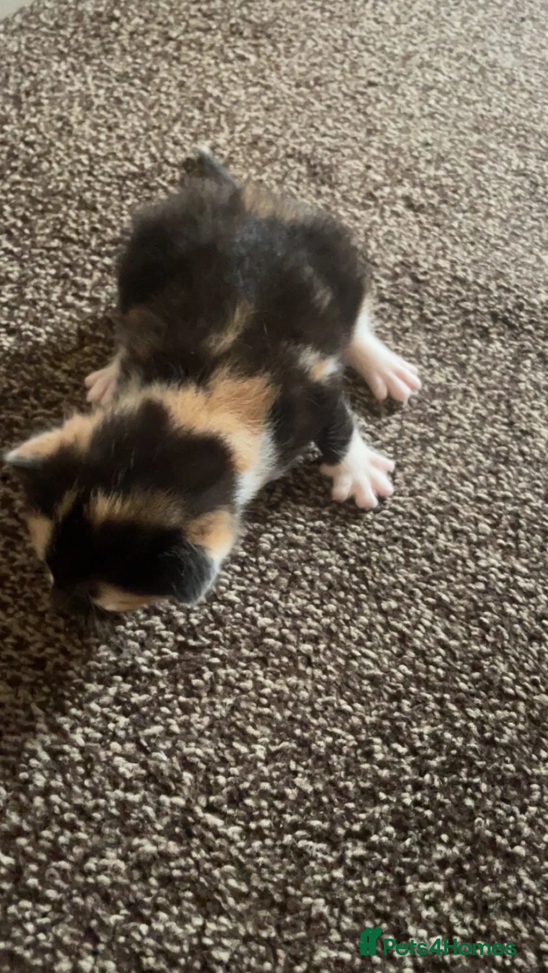 Mixed Breed cats for sale: Kittens for sale  - Advert 7