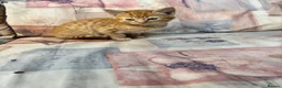 Mixed Breed cats for sale: Ginger-Tabby-Tortoiseshell kittens - Advert 18
