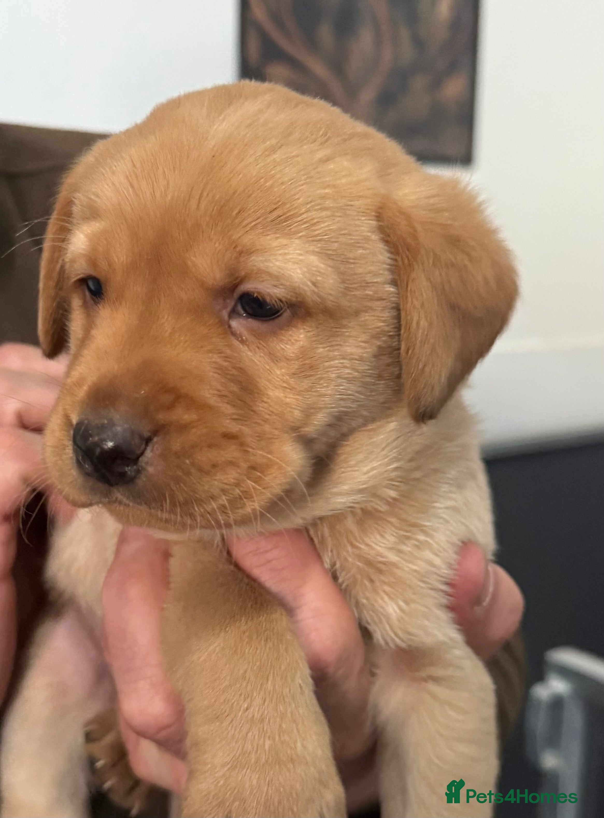 Labrador Retriever dogs Labrador puppies - Advert 2