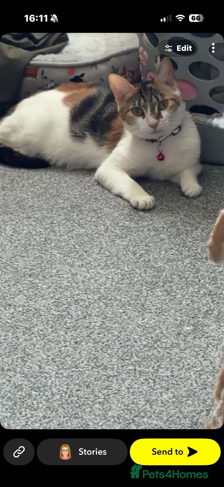 Mixed Breed cats 4 female kittens  - Advert 5