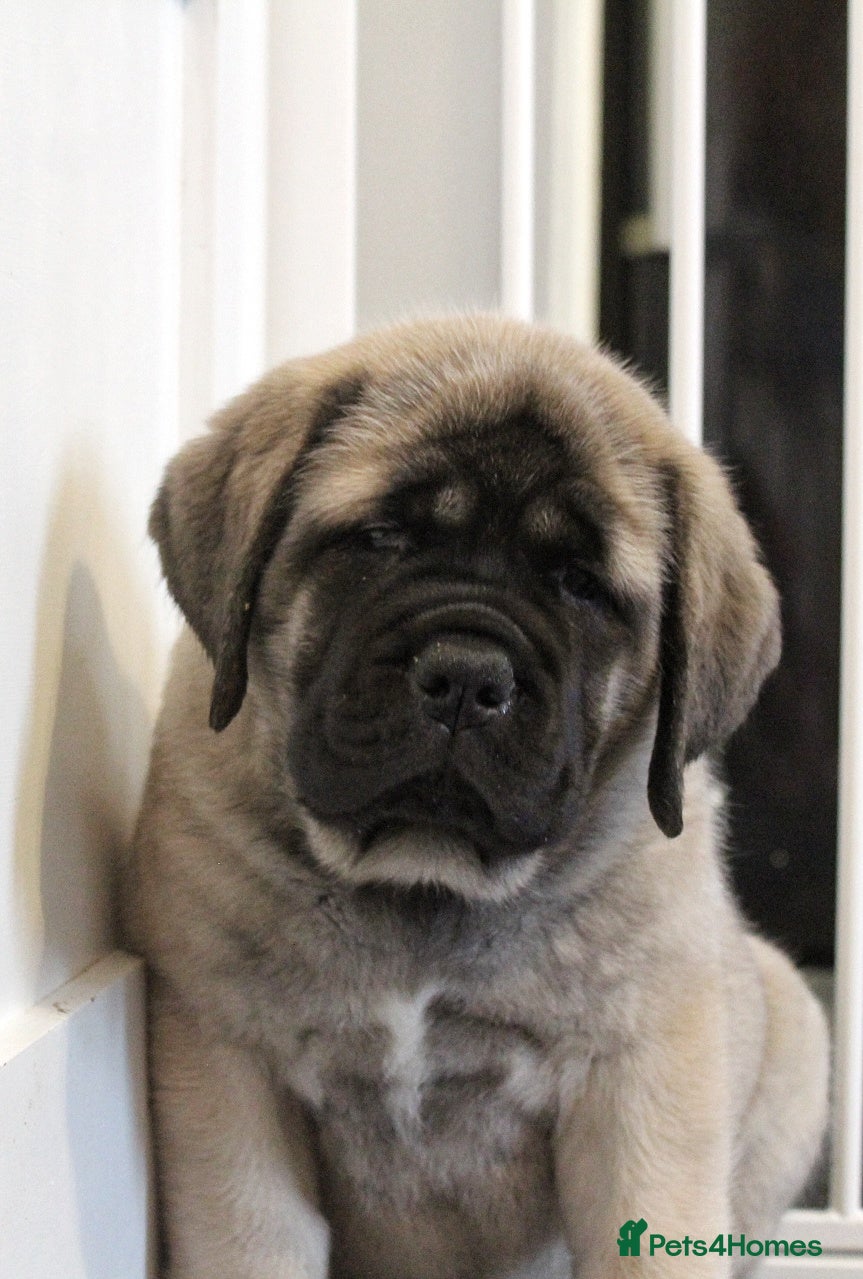 Mastiff dogs English mastiff puppies for sale. - Advert 4