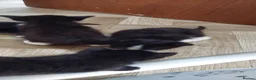 Mixed Breed cats for sale: Black and white kittens  - Advert 5