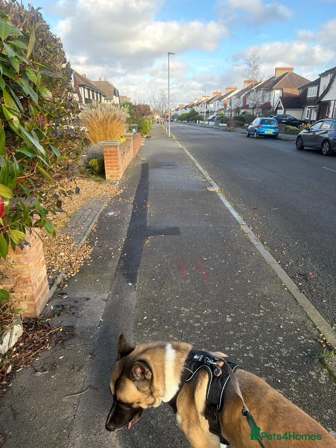 Akita dogs for sale: Big Boy Storm An All American Akita  - Advert 3