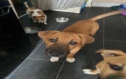 Mixed Breed dogs for sale: Rottweiler x husky pup - Image 1