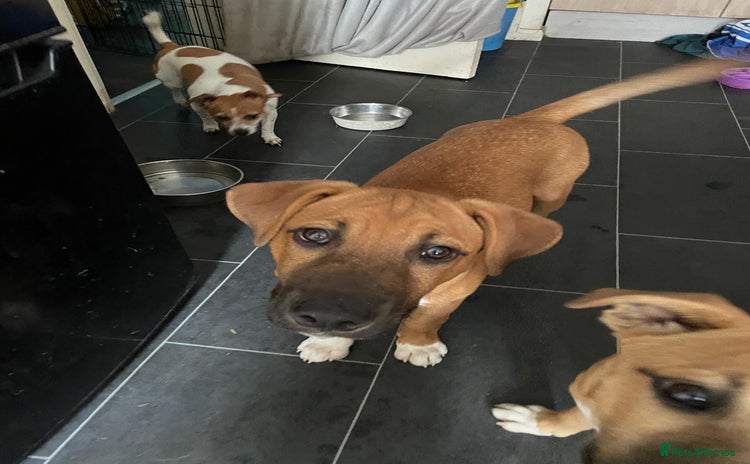 Mixed Breed dogs - Advert 1