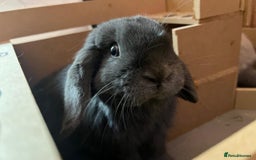 Mini Lop rabbits for sale: Male and Female bonded mini lops for sale - Image 4