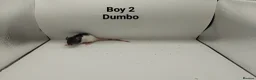 Rat rodents for sale: April Rats! (7 Boys & 5 Girls Left) - Advert 3