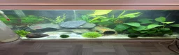 Axolotl reptiles for sale: Axolotls and their tank.  - Advert 3