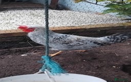 Chickens poultry for sale: Beautiful cream legbar Cockerell and hen  - Image 1