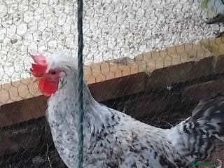 Chickens poultry - Advert 2