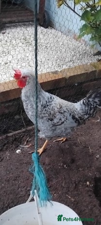 Chickens poultry - Advert 1