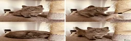British Shorthair cats for sale:  pure pedigree Blue British Shorthairs  - Advert 9