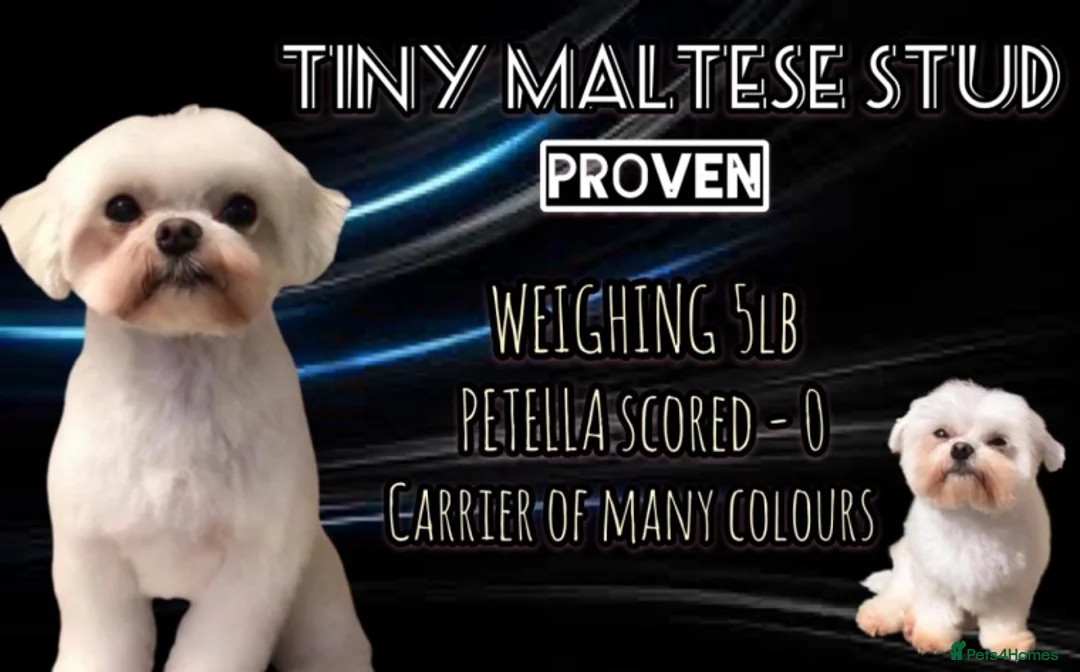 Maltese dogs for stud: PROVEN STUNNING SMALL KC MALTESE FOR STUD in Wigan - Advert 2