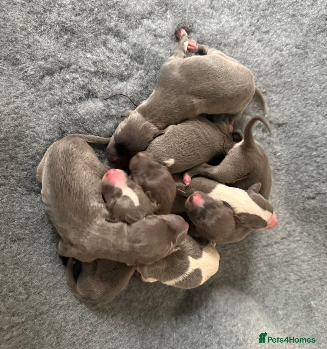 Whippet dogs for sale: 3 Stunning Whippet Boy's available  - Advert 16