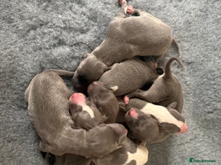 Whippet dogs Stunning Whippet puppies. - Advert 1