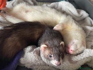 Ferret rodents - Advert 28