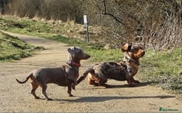 Miniature Dachshund dogs for sale: Martha & Arthur £600 for both  - Image 1