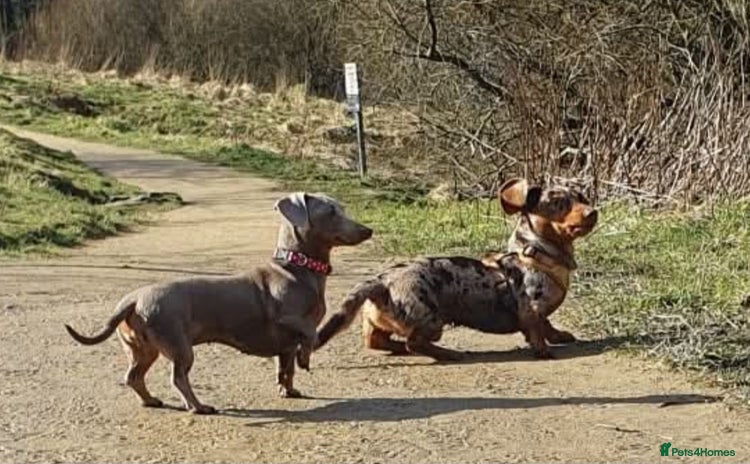 Miniature Dachshund dogs - Advert 6