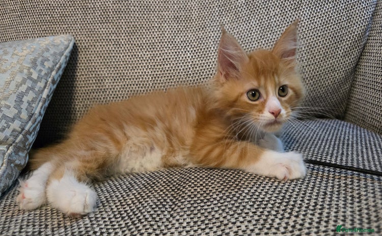Maine Coon cats - Advert 3