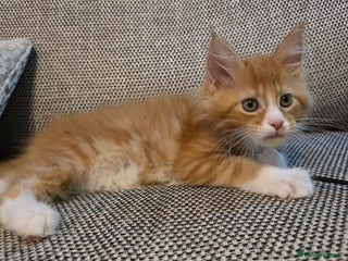 Maine Coon cats - Advert 4