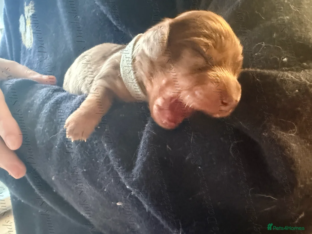 Miniature Dachshund dogs for sale: Longhaired Miniature Dachshunds KC Registered  - Advert 29
