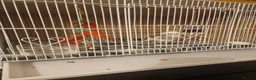 Cockatiels birds for sale: Whiteface cute cocktail  in London - Advert 10