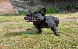 Mixed Breed dogs for sale: 4 year old French bulldog cross staff Teddy  - Image 4