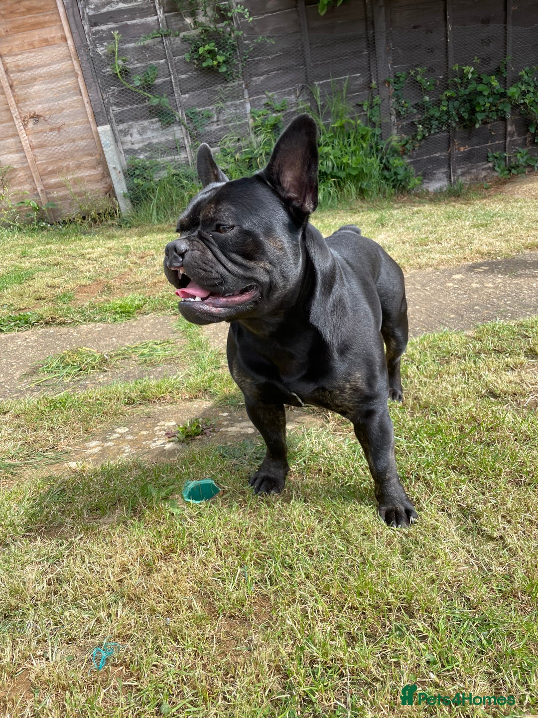 Mixed Breed dogs for sale: 4 year old French bulldog cross staff Teddy  - Image 4