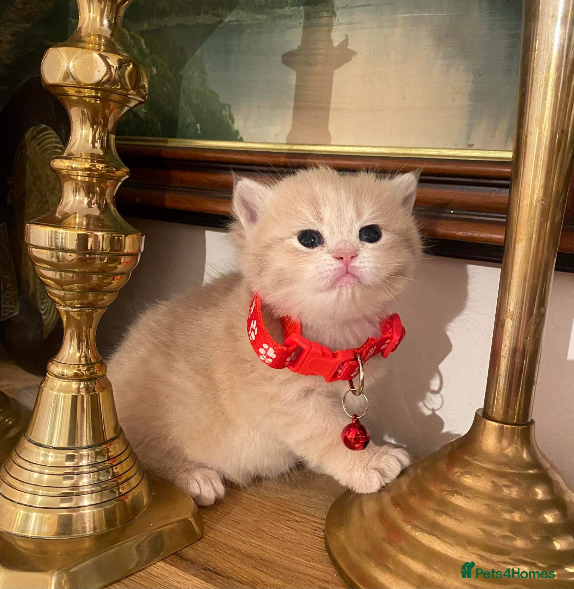 British Shorthair cats British shorthair kittens  - Advert 3