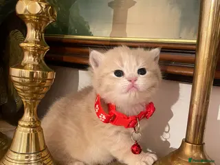 British Shorthair cats British shorthair kittens - Advert 3