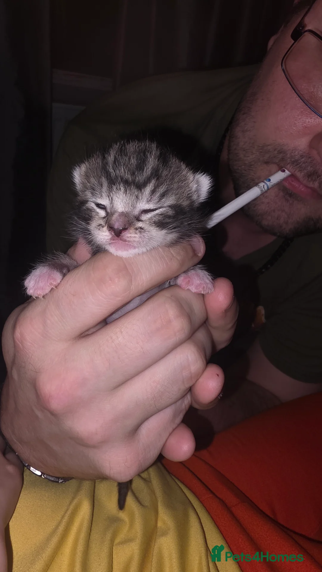 Mixed Breed cats for sale: Savannah X Domestic kittens - Advert 20