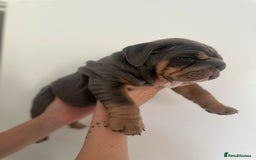 English Bulldog dogs for sale: Stunning KC Registered English Bulldog Puppies - Image 19