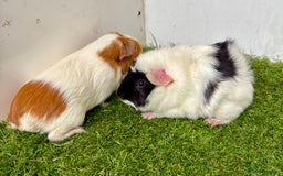 Guinea Pig rodents for sale: Super calm, friendly Guinea pig females  - Image 20